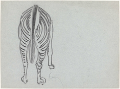 Zebra, van achteren by Samuel Jessurun de Mesquita