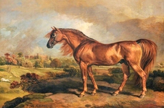 A Chestnut Stallion in the Grounds of Powis Castle