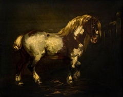 A Piebald Stallion