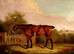 A Saddled Bay Hunter in a Landscape, beside a Fence by Clifton Tomson