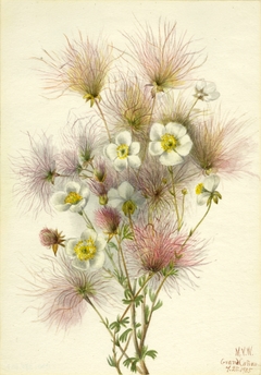 Apache Plume (Fallugia paradoxa) by Mary Vaux Walcott