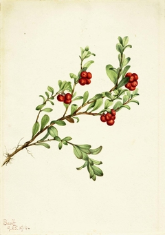 Bearberry (Arctostaphylos uva-ursi) by Mary Vaux Walcott