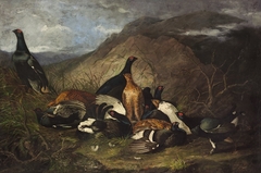 Black Cocks by John James Audubon