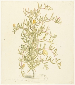 Bloeiende Mesembryanthemum uit de familie der Aizoaceae by Laurens Vincentsz. van der Vinne