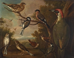 British Birds: Corn Bunting; Great Tit; Bullfinch; Green Woodpecker; Pipits; Wrens and a Coal Tit by Charles Collins