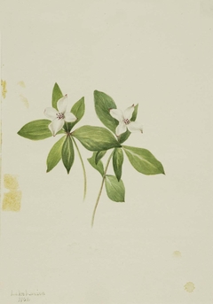 Bunchberry (Cornus canadensis) by Mary Vaux Walcott