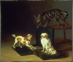Cat Playing with Two Dogs