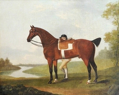 'Chance', a Bay Horse and Jockey