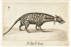 Civet Cat by Unknown Artist