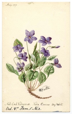 Dog Violet (Viola Canina) - William Catto - ABDAG016305 by William Catto