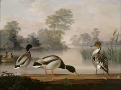 Ducks by Magnus von Wright