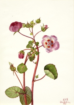 Eremalche rotundifolia by Mary Vaux Walcott