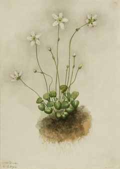 Fringed Parnassia (Parnassia fimbriata) by Mary Vaux Walcott