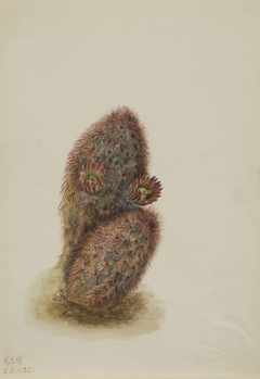 Green Strawberry Cactus (Echinocereus viridiflorus) by Mary Vaux Walcott