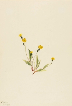 Heieracium gracile by Mary Vaux Walcott