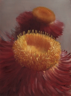 Helichrysium by Justin Bradshaw