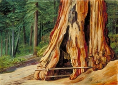 Home of an Old Trapper in the Trunk of a Big Tree, Calaveras Grove, California by Marianne North