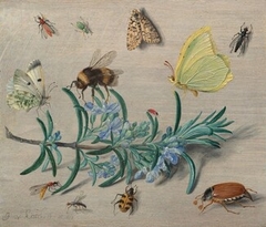 Insects and a Sprig of Rosemary by Jan van Kessel the Elder