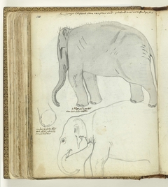 Jonge olifant by Jan Brandes