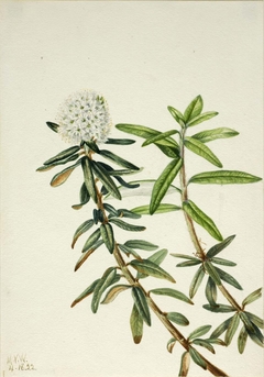 Labrador Tea (Ledum groenlandicum) by Mary Vaux Walcott
