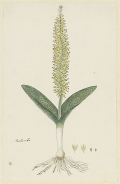 Lachenalia, met detailstudies van de bloeiwijze