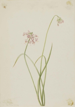 Nodding Onion (Allium cernuum) by Mary Vaux Walcott