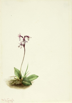 Orchis (Orchis rotundifolia) by Mary Vaux Walcott