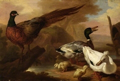 Pheasant and ducks by Pieter Casteels III
