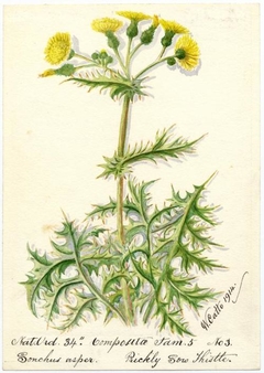 Rickly Sow Thistle - William Catto - ABDAG016138 by William Catto
