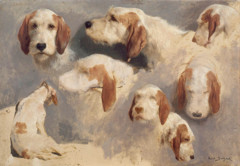 Sept études de têtes de chiens courant et un chien courant vu de dos by Rosa Bonheur