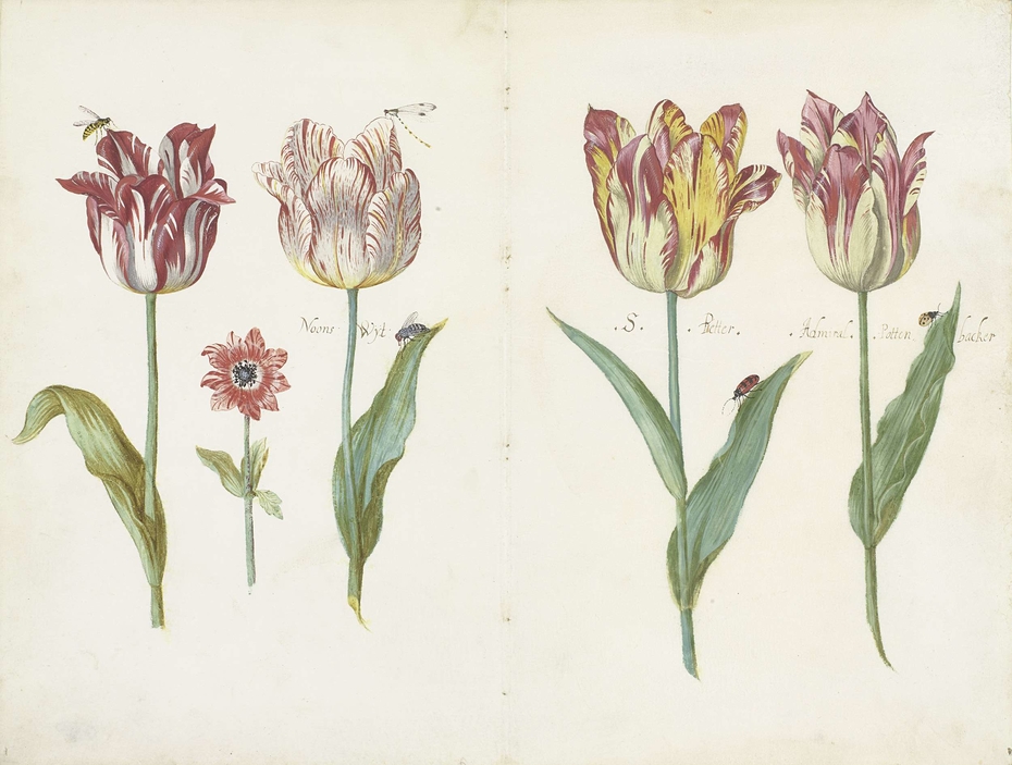 Sheet from a Tulip Book