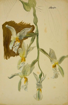 Stanhopea Orchid by William Jacob Hays