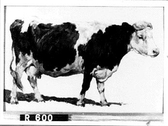 Studie van een koe by Johannes Hubertus Leonardus de Haas
