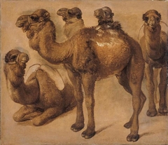 Study of Camels