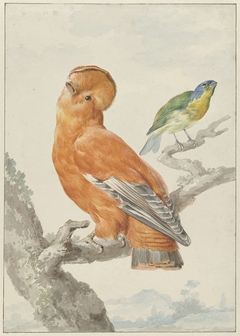 Twee exotische vogels: een rotshaan (Rupicola rupicola) en een kleurvink (Passerina lechlancherii) by Aert Schouman