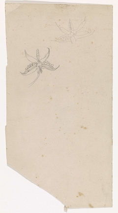 Twee schetsen van een iris (?) by Antoon Derkinderen