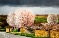 Αμυγδαλιές στην Αμφίκλεια / Almond trees in Amfiklia by Ioanna Xera