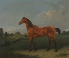 A Bay Horse in a Field by Edmund Bristow