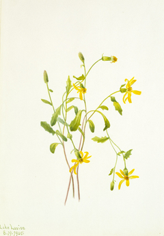 Alpine Ragwort (Senecio species) by Mary Vaux Walcott