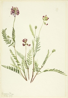 Alpine Vetch (Astragalus bourgovii) by Mary Vaux Walcott