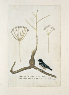 Apiaceae (Umbelliferea), de wortel en twee detailschetsen