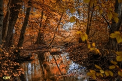 Autumn Scene Near Ransomhurst by Gert J Rheeders