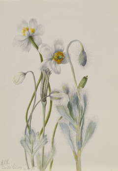 Bearpoppy (Arctomecon merriami) by Mary Vaux Walcott