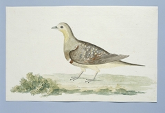 Dubbelbandige patrijs (Pterocles namaqua), of een duif; het mannetje by Robert Jacob Gordon