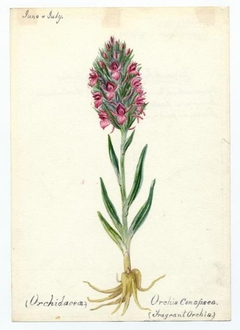 Fragrant Orchis (orchis conopsea) - William Catto - ABDAG016414 by William Catto