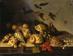 Fruit and Shells by Balthasar van der Ast