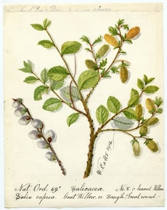 Goat Willow or Saugh (Salix caprea) - William Catto - ABDAG016083 by William Catto