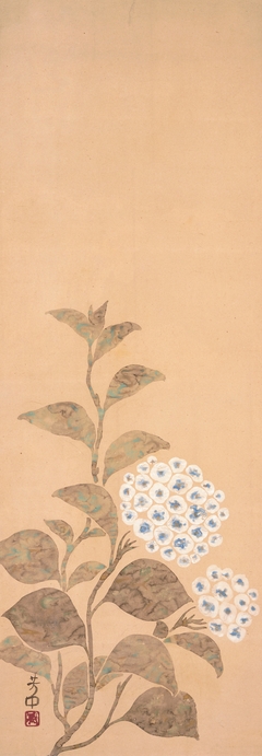 Hydrangea by Nakamura Hōchū