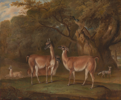 Llamas and a fox in a wooded landscape by Thomas Weaver