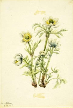 Plume Anemone (Pulsatilla occidentalis) by Mary Vaux Walcott
